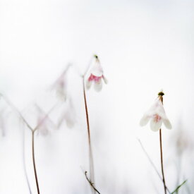 楽天市場 クローズ 壁紙の通販