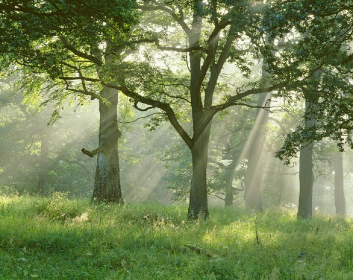楽天市場 木漏れ日 森の壁紙 輸入 カスタム壁紙 Photowall Sunbeams In Beech Forest 貼ってはがせるフリース壁紙 不織布 海外取り寄せのため1カ月程度でお届け 代引き 後払い不可 壁紙屋本舗 カベガミヤホンポ