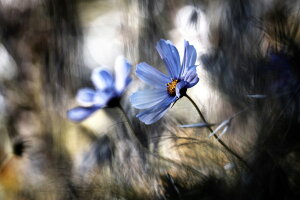 花 壁紙 青の人気商品 通販 価格比較 価格 Com 花 壁紙 青の人気商品 通販 価格比較 価格 Com
