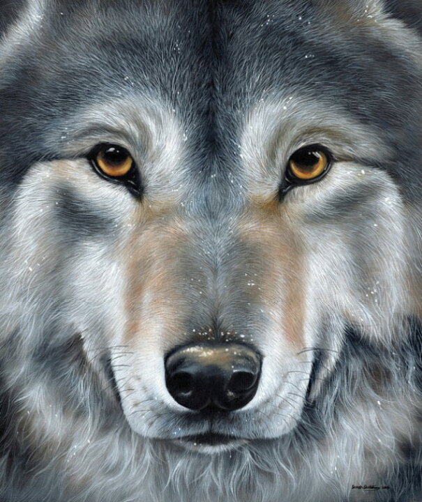 楽天市場 オオカミ 狼 ウルフ 動物の壁紙 輸入 カスタム壁紙 Photowall Grey Wolf Face 貼ってはがせるフリース壁紙 不織布 海外取り寄せのため1カ月程度でお届け 代引き 後払い不可 壁紙屋本舗 カベガミヤホンポ 楽天市場 オオカミ 狼 ウルフ 動物の壁紙 輸入 カスタム壁紙 Photowall Grey Wolf Face 貼ってはがせるフリース壁紙 不織布 海外取り寄せのため1カ月程度でお届け 代引き 後払い不可 壁紙屋本舗 カベガミヤホンポ