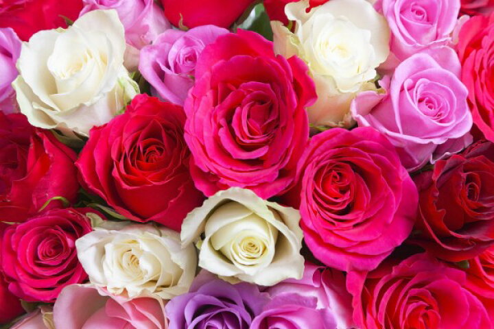 楽天市場 バラ ピンク 花の壁紙 輸入 カスタム壁紙 Photowall Beautiful Roses 貼ってはがせるフリース 壁紙 不織布 海外取り寄せのため1カ月程度でお届け 代引き 後払い不可 壁紙屋本舗 カベガミヤホンポ