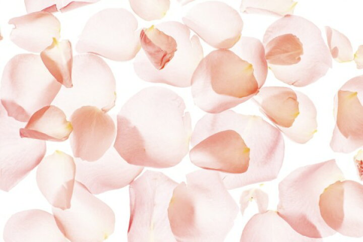 楽天市場 ピンク 花びらの壁紙 輸入 カスタム壁紙 Photowall Pastel Pink Watercolor 136 貼ってはがせるフリース壁紙 不織布 海外取り寄せのため1カ月程度でお届け 代引き 後払い不可 壁紙屋本舗 カベガミヤホンポ 楽天市場 ピンク 花びらの壁紙 輸入 カスタム壁紙 Photowall Pastel Pink Watercolor 136 貼ってはがせるフリース壁紙 不織布 海外取り寄せのため1カ月程度でお届け 代引き 後払い不可 壁紙屋本舗 カベガミヤホンポ