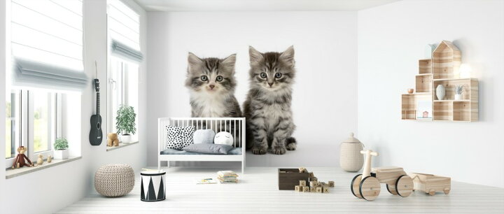 楽天市場 猫 子猫 動物の壁紙 輸入 カスタム壁紙 Photowall Cats White Background 貼ってはがせるフリース壁紙 不織布 海外取り寄せのため1カ月程度でお届け 代引き 後払い不可 壁紙屋本舗 カベガミヤホンポ