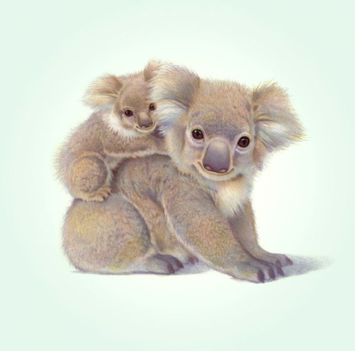楽天市場 コアラ 動物 かわいいの壁紙 輸入 カスタム壁紙 Photowall Koala Baby 貼ってはがせるフリース壁紙 不織布 海外取り寄せのため1カ月程度でお届け 代引き 後払い不可 壁紙屋本舗 カベガミヤホンポ