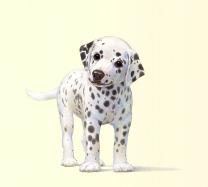 楽天市場 ダルメシアン 犬 かわいいの壁紙 輸入 カスタム壁紙 Photowall Dalmation Pup 貼ってはがせるフリース壁紙 不織布 海外取り寄せのため1カ月程度でお届け 代引き 後払い不可 壁紙屋本舗 カベガミヤホンポ