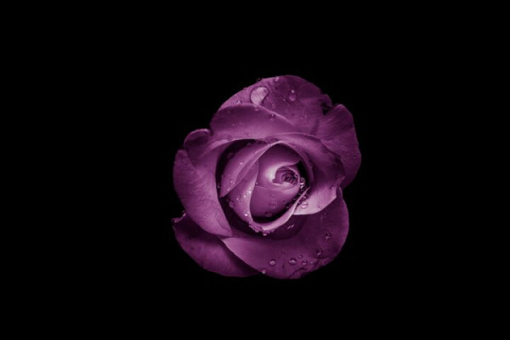 楽天市場 バラ 花 紫の壁紙 輸入 カスタム壁紙 Photowall Flower With Water Drops 貼ってはがせるフリース壁紙 不織布 海外取り寄せのため1カ月程度でお届け 代引き 後払い不可 壁紙屋本舗 カベガミヤホンポ