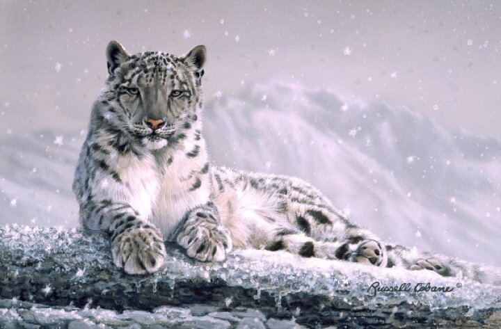楽天市場 雪山 ユキヒョウ 動物の壁紙 輸入 カスタム壁紙 Photowall Mountain Snowfall 貼ってはがせるフリース壁紙 不織布 海外取り寄せのため1カ月程度でお届け 代引き 後払い不可 壁紙屋本舗 カベガミヤホンポ