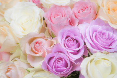 美しい花の画像 ベスト50 ピンク バラ 壁紙