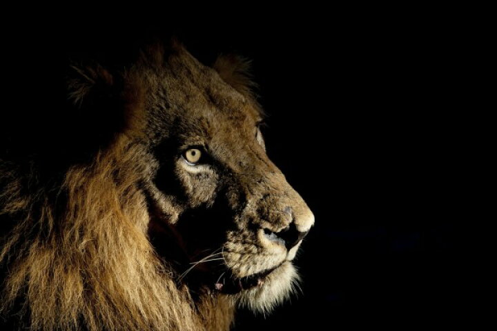 楽天市場 ライオン 顔 写真 動物の壁紙 輸入 カスタム壁紙 Photowall Lion On Spot Light 貼ってはがせるフリース壁紙 不織布 海外取り寄せのため1カ月程度でお届け 代引き 後払い不可 壁紙屋本舗 カベガミヤホンポ
