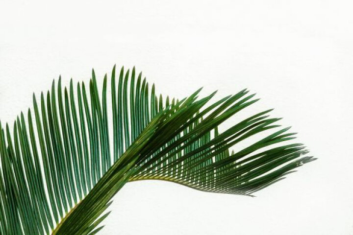 楽天市場 ヤシの葉 ヤシの木 パームツリー トロピカル ボタニカルの壁紙 輸入 カスタム壁紙 Photowall Palm Foliage 貼ってはがせるフリース壁紙 不織布 海外取り寄せのため1カ月程度でお届け 代引き 後払い不可 壁紙 屋本舗 カベガミヤホンポ