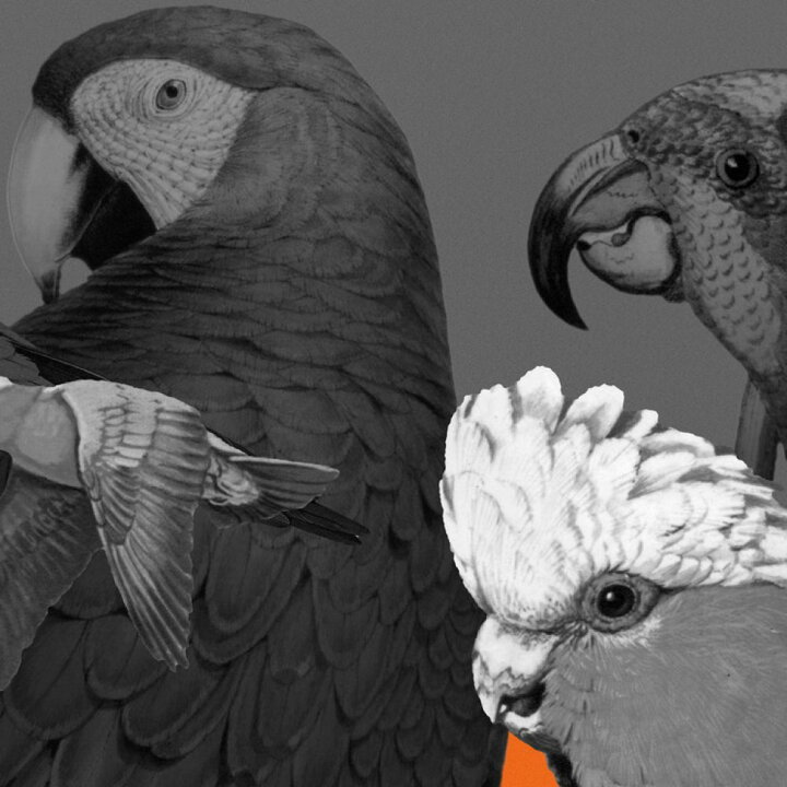 楽天市場 オウム インコ 鳥の壁紙 輸入 カスタム壁紙 Photowall Family Portrait Bangalore 貼ってはがせるフリース壁紙 不織布 海外取り寄せのため1カ月程度でお届け 代引き 後払い不可 壁紙 屋本舗 カベガミヤホンポ