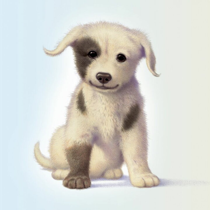 楽天市場 犬 動物 子犬 かわいいの壁紙 輸入 カスタム壁紙 Photowall Puppy 貼ってはがせるフリース壁紙 不織布 海外取り寄せのため1カ月程度でお届け 代引き 後払い不可 壁紙屋本舗 カベガミヤホンポ