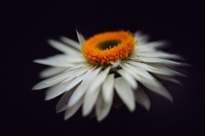 楽天市場 マーガレット 花の壁紙 輸入 カスタム壁紙 Photowall Magnific Flower 貼ってはがせるフリース 壁紙 不織布 海外取り寄せのため1カ月程度でお届け 代引き 後払い不可 壁紙屋本舗 カベガミヤホンポ