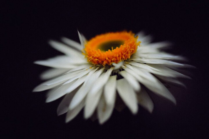 楽天市場 マーガレット 花の壁紙 輸入 カスタム壁紙 Photowall Magnific Flower 貼ってはがせるフリース 壁紙 不織布 海外取り寄せのため1カ月程度でお届け 代引き 後払い不可 壁紙屋本舗 カベガミヤホンポ