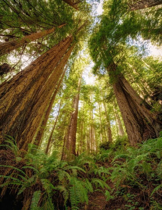楽天市場 レッドウッド 森林 自然の壁紙 輸入 カスタム壁紙 Photowall Redwood Forest 134 貼ってはがせるフリース壁紙 不織布 海外取り寄せのため1カ月程度でお届け 代引き 後払い不可 壁紙屋本舗 カベガミヤホンポ