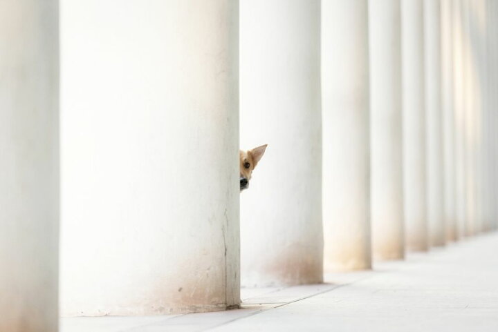 楽天市場 建物 柱 犬の壁紙 輸入 カスタム壁紙 Photowall Bella And The Pillars Of The Earth 貼ってはがせるフリース壁紙 不織布 海外取り寄せのため1カ月程度でお届け 代引き 後払い不可 壁紙 屋本舗 カベガミヤホンポ