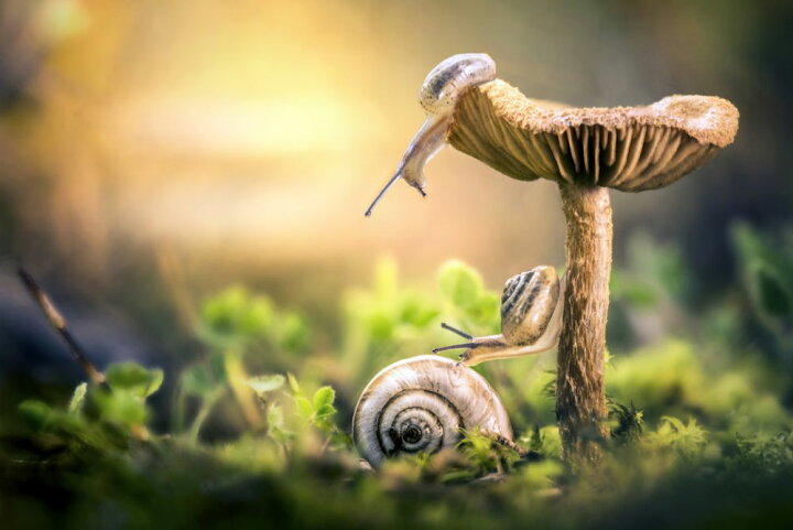 楽天市場 きのこ カタツムリの壁紙 輸入 カスタム壁紙 Photowall Awakening Of Snails 貼ってはがせるフリース壁紙 不織布 海外取り寄せのため1カ月程度でお届け 代引き 後払い不可 壁紙屋本舗 カベガミヤホンポ 楽天市場 きのこ カタツムリの壁紙 輸入 カスタム壁紙 Photowall Awakening Of Snails 貼ってはがせるフリース壁紙 不織布 海外取り寄せのため1カ月程度でお届け 代引き 後払い不可 壁紙屋本舗 カベガミヤホンポ