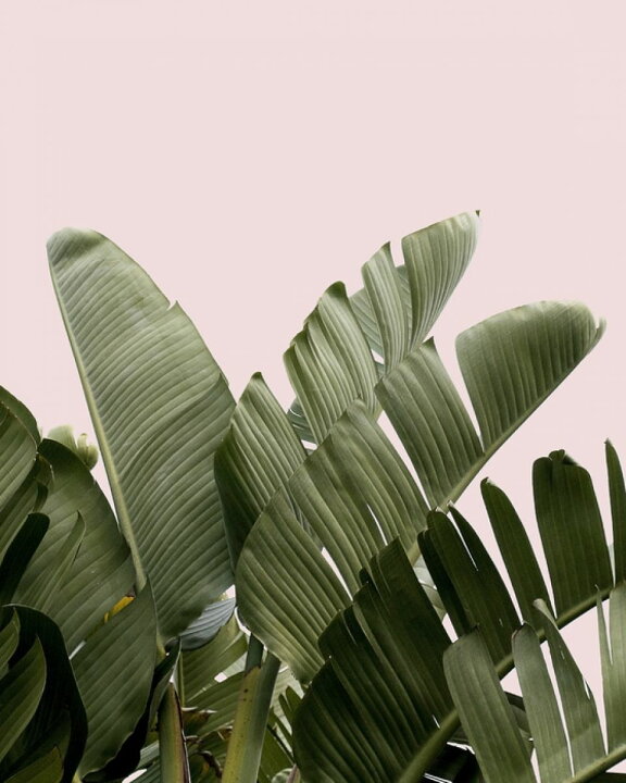 楽天市場 バナナリーフ ピンク トロピカル ボタニカルの壁紙 輸入 カスタム壁紙 Photowall Plant Light Pink Background 貼ってはがせるフリース壁紙 不織布 海外取り寄せのため1カ月程度でお届け 代引き 後払い不可 壁紙屋本舗 カベガミヤホンポ 楽天市場 バナナリーフ ピンク トロピカル ボタニカルの壁紙 輸入 カスタム壁紙 Photowall Plant Light Pink Background 貼ってはがせるフリース壁紙 不織布 海外取り寄せのため1カ月程度でお届け 代引き 後払い不可 壁紙屋本舗 カベガミヤホンポ