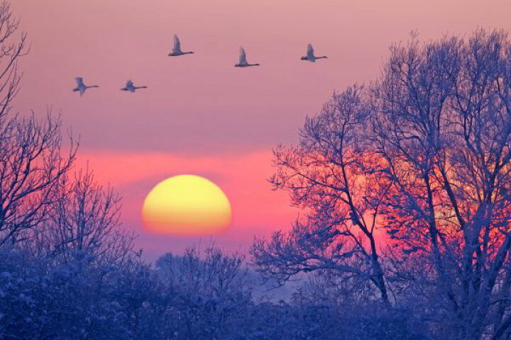 楽天市場 夕焼け 白鳥 鳥の壁紙 輸入 カスタム壁紙 Photowall Whooper Swans At Dusk 貼ってはがせるフリース壁紙 不織布 海外取り寄せのため1カ月程度でお届け 代引き 後払い不可 壁紙屋本舗 カベガミヤホンポ