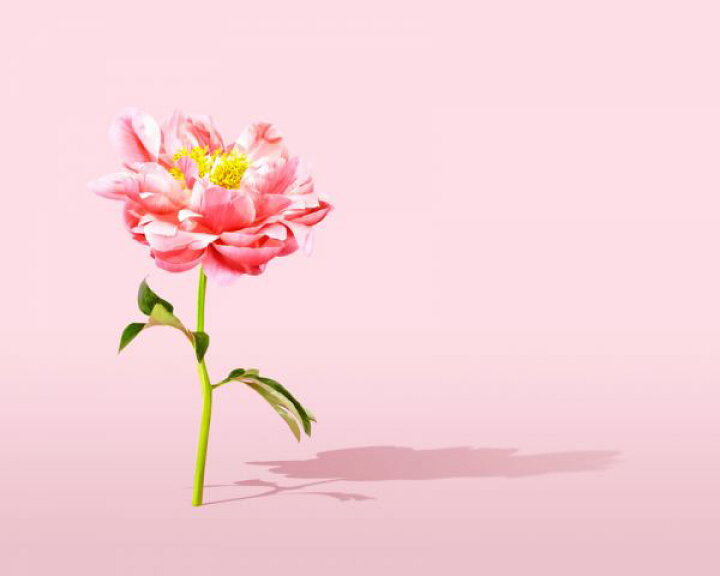楽天市場 ピオニー 花 ピンクの壁紙 輸入 カスタム壁紙 Photowall Pink Peony 貼ってはがせるフリース壁紙 不織布 海外取り寄せのため1カ月程度でお届け 代引き 後払い不可 壁紙屋本舗 カベガミヤホンポ 楽天市場 ピオニー 花 ピンクの壁紙 輸入 カスタム壁紙 Photowall Pink Peony 貼ってはがせるフリース壁紙 不織布 海外取り寄せのため1カ月程度でお届け 代引き 後払い不可 壁紙屋本舗 カベガミヤホンポ