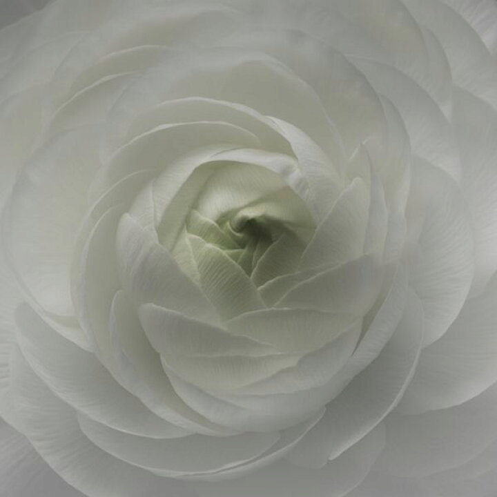 楽天市場 ラナンキュラス 白 ホワイト 花の壁紙 輸入 カスタム壁紙 Photowall Ranunculus 166 貼ってはがせるフリース壁紙 不織布 海外取り寄せのため1カ月程度でお届け 代引き 後払い不可 壁紙屋本舗 カベガミヤホンポ