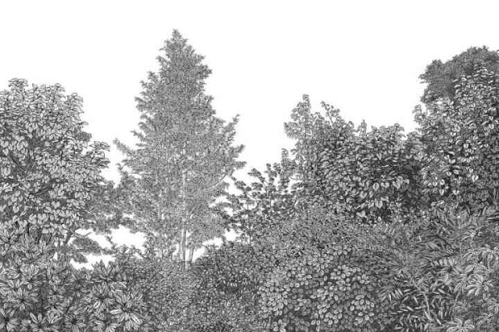 楽天市場 森 モノクロ イラスト 細密の壁紙 輸入 カスタム壁紙 Photowall Louwood Monochrome 貼ってはがせるフリース壁紙 不織布 海外取り寄せのため1カ月程度でお届け 代引き 後払い不可 壁紙屋本舗 カベガミヤホンポ