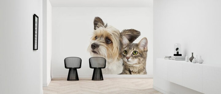 楽天市場 犬 猫 イヌ ネコの壁紙 輸入 カスタム壁紙 Photowall Cat And Dog 貼ってはがせるフリース壁紙 不織布 海外取り寄せのため1カ月程度でお届け 代引き 後払い不可 壁紙屋本舗 カベガミヤホンポ