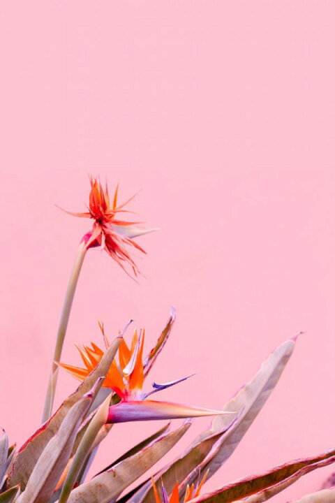 楽天市場 極楽鳥花 南国 トロピカル 花 ピンクの壁紙 輸入 カスタム壁紙 Photowall Canary Flowers 貼ってはがせるフリース壁紙 不織布 海外取り寄せのため1カ月程度でお届け 代引き 後払い不可 壁紙屋本舗 カベガミヤホンポ