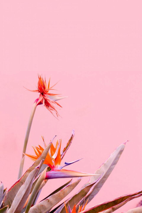 楽天市場 極楽鳥花 南国 トロピカル 花 ピンクの壁紙 輸入 カスタム壁紙 Photowall Canary Flowers 貼ってはがせるフリース壁紙 不織布 海外取り寄せのため1カ月程度でお届け 代引き 後払い不可 壁紙屋本舗 カベガミヤホンポ