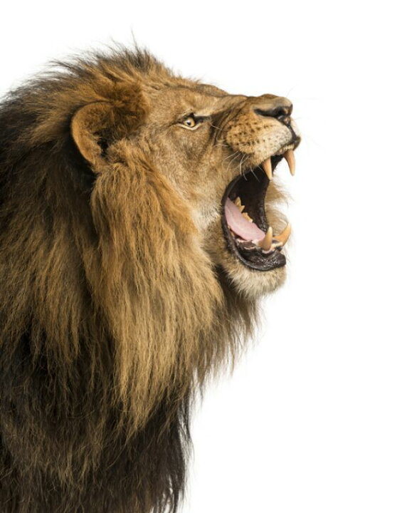 楽天市場 ライオン 動物の壁紙 輸入 カスタム壁紙 Photowall Roaring Lion 貼ってはがせるフリース壁紙 不織布 海外取り寄せのため1カ月程度でお届け 代引き 後払い不可 壁紙屋本舗 カベガミヤホンポ