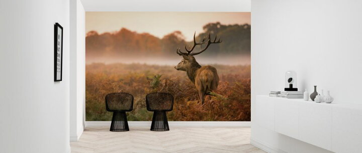 楽天市場 鹿 牡鹿 シカ 動物の壁紙 輸入 カスタム壁紙 Photowall Red Deer Stag 貼ってはがせるフリース壁紙 不織布 海外取り寄せのため1カ月程度でお届け 代引き 後払い不可 壁紙屋本舗 カベガミヤホンポ