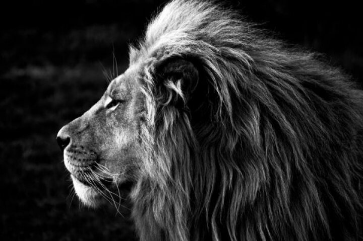 楽天市場 ライオン 動物 モノクロの壁紙 輸入 カスタム壁紙 Photowall Lion 貼ってはがせるフリース壁紙 不織布 海外取り寄せのため1カ月程度でお届け 代引き 後払い不可 壁紙屋本舗 カベガミヤホンポ