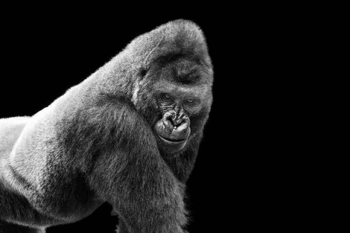 楽天市場 ゴリラ 動物 モノクロの壁紙 輸入 カスタム壁紙 Photowall Adult Gorilla 164 貼ってはがせるフリース壁紙 不織布 海外取り寄せのため1カ月程度でお届け 代引き 後払い不可 壁紙屋本舗 カベガミヤホンポ