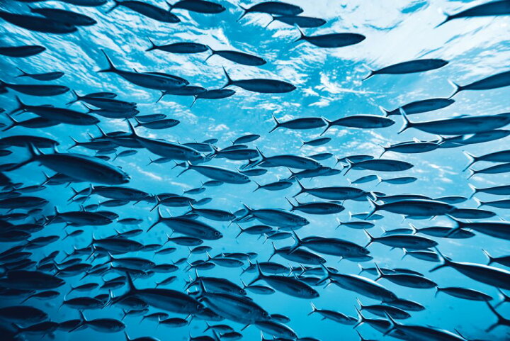 楽天市場 魚 群れ 海 青 ブルーの壁紙 輸入 カスタム壁紙 Photowall Tropical Fishes Underwater 貼ってはがせるフリース壁紙 不織布 海外取り寄せのため1カ月程度でお届け 代引き 後払い不可 壁紙 屋本舗 カベガミヤホンポ