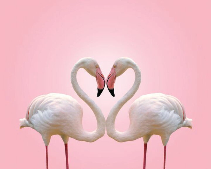 楽天市場 フラミンゴ 鳥 ハート ピンクの壁紙 輸入 カスタム壁紙 Photowall Couple Flamingo 貼ってはがせるフリース壁紙 不織布 海外取り寄せのため1カ月程度でお届け 代引き 後払い不可 壁紙屋本舗 カベガミヤホンポ