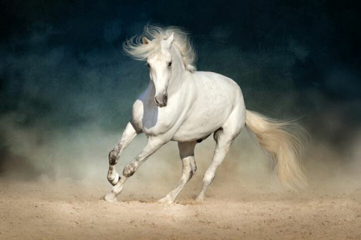 楽天市場 馬 ウマ 白馬 動物の壁紙 輸入 カスタム壁紙 Photowall White Andalusian Horse 貼ってはがせるフリース壁紙 不織布 海外取り寄せのため1カ月程度でお届け 代引き 後払い不可 壁紙屋本舗 カベガミヤホンポ