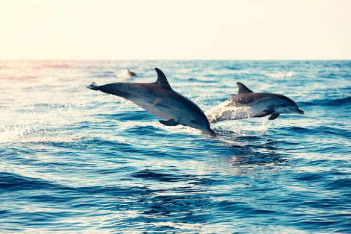 楽天市場 イルカ ジャンプ 海 青 ブルーの壁紙 輸入 カスタム壁紙 Photowall Dolphins Jumping From The Sea 貼ってはがせるフリース壁紙 不織布 海外取り寄せのため1カ月程度でお届け 代引き 後払い不可 壁紙 屋本舗 カベガミヤホンポ