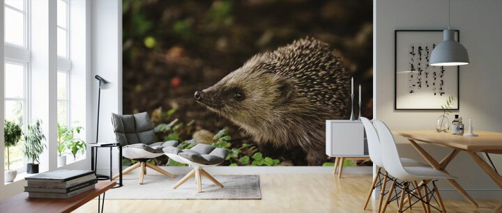 楽天市場 ハリネズミ 動物の壁紙 輸入 カスタム壁紙 Photowall Curious Hedgehog 貼ってはがせるフリース壁紙 不織布 海外取り寄せのため1カ月程度でお届け 代引き 後払い不可 壁紙屋本舗 カベガミヤホンポ 楽天市場 ハリネズミ 動物の壁紙 輸入 カスタム壁紙 Photowall Curious Hedgehog 貼ってはがせるフリース壁紙 不織布 海外取り寄せのため1カ月程度でお届け 代引き 後払い不可 壁紙屋本舗 カベガミヤホンポ