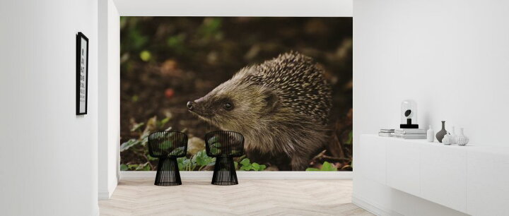 楽天市場 ハリネズミ 動物の壁紙 輸入 カスタム壁紙 Photowall Curious Hedgehog 貼ってはがせるフリース壁紙 不織布 海外取り寄せのため1カ月程度でお届け 代引き 後払い不可 壁紙屋本舗 カベガミヤホンポ