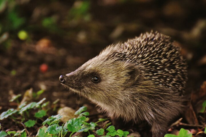 楽天市場 ハリネズミ 動物の壁紙 輸入 カスタム壁紙 Photowall Curious Hedgehog 貼ってはがせるフリース壁紙 不織布 海外取り寄せのため1カ月程度でお届け 代引き 後払い不可 壁紙屋本舗 カベガミヤホンポ