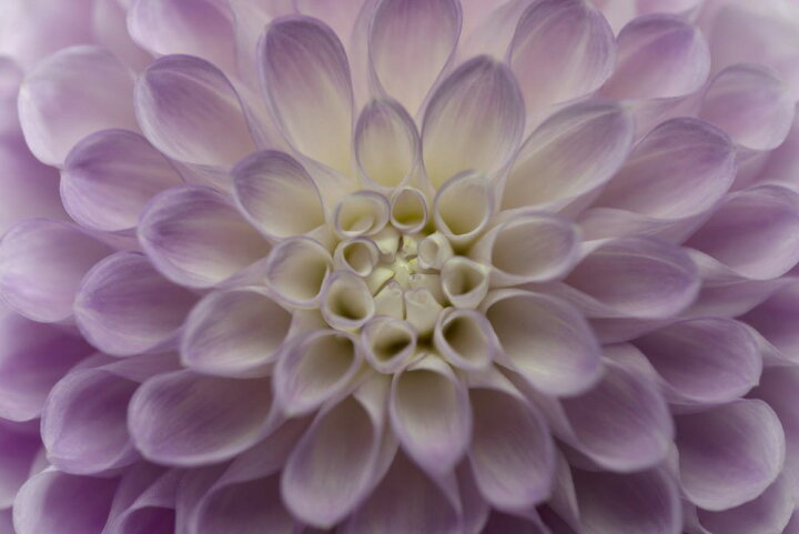 楽天市場 ダリア 花 紫 パープルの壁紙 輸入 カスタム壁紙 Photowall Dahlia 168 貼ってはがせるフリース壁紙 不織布 海外取り寄せのため1カ月程度でお届け 代引き 後払い不可 壁紙屋本舗 カベガミヤホンポ