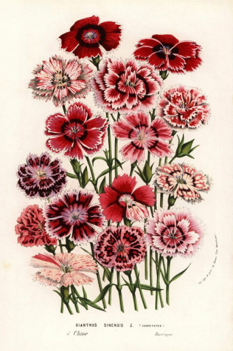 楽天市場 なでしこ 花 赤 レッド ピンク 博物画 ボタニカル アンティークの壁紙 輸入 カスタム壁紙 Photowall China Pink Flower 貼ってはがせるフリース壁紙 不織布 海外取り寄せのため1カ月程度でお届け 代引き 後払い不可 壁紙屋本舗