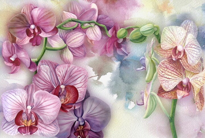 楽天市場 ラン 胡蝶蘭 オーキッド 花 紫 パープルの壁紙 輸入 カスタム壁紙 Photowall Purple Orchid 貼ってはがせるフリース壁紙 不織布 海外取り寄せのため1カ月程度でお届け 代引き 後払い不可 壁紙屋本舗 カベガミヤホンポ