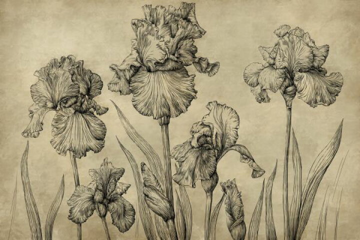 楽天市場 アイリス 花 イラスト アンティークの壁紙 輸入 カスタム壁紙 Photowall Iris Vintage Amber 134 貼ってはがせるフリース壁紙 不織布 海外取り寄せのため1カ月程度でお届け 代引き 後払い不可 壁紙 屋本舗 カベガミヤホンポ