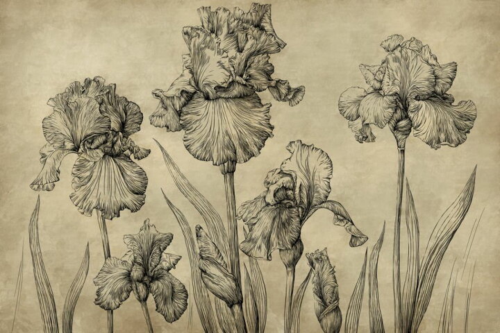 楽天市場 アイリス 花 イラスト アンティークの壁紙 輸入 カスタム壁紙 Photowall Iris Vintage Amber 134 貼ってはがせるフリース壁紙 不織布 海外取り寄せのため1カ月程度でお届け 代引き 後払い不可 壁紙屋本舗 カベガミヤホンポ