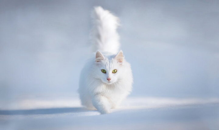 楽天市場 猫 ネコ 白猫 雪 もふもふの壁紙 輸入 カスタム壁紙 Photowall Yellow Eyes 貼ってはがせるフリース壁紙 不織布 海外取り寄せのため1カ月程度でお届け 代引き 後払い不可 壁紙屋本舗 カベガミヤホンポ