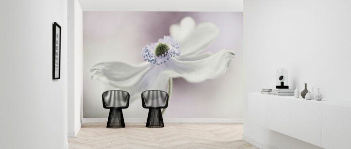 楽天市場 アネモネ 花 白 ホワイトの壁紙 輸入 カスタム壁紙 Photowall Anemone Breeze 貼ってはがせるフリース壁紙 不織布 海外取り寄せのため1カ月程度でお届け 代引き不可 壁紙屋本舗 カベガミヤホンポ
