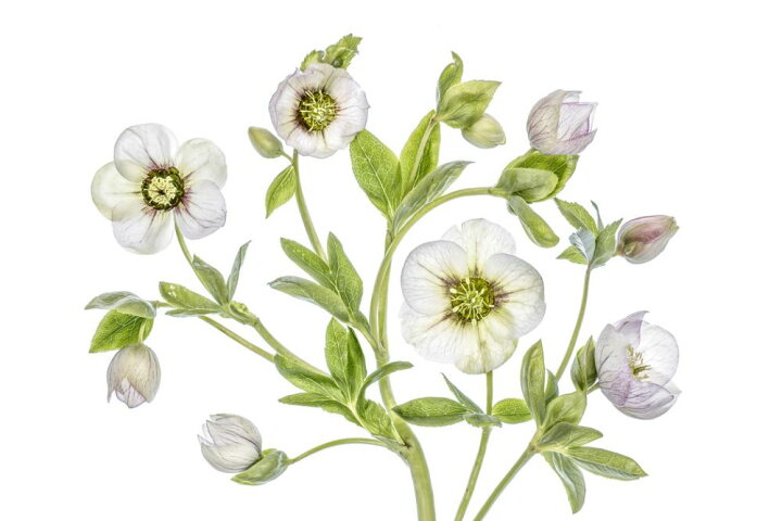 楽天市場 クリスマスローズ 花 白 ホワイトの壁紙 輸入 カスタム壁紙 Photowall Hellebore 171 貼ってはがせるフリース壁紙 不織布 海外取り寄せのため1カ月程度でお届け 代引き 後払い不可 壁紙屋本舗 カベガミヤホンポ