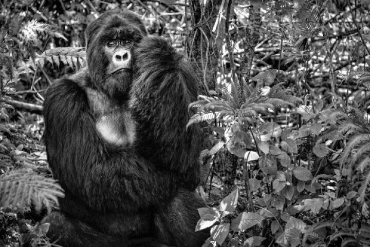 楽天市場 ゴリラ シルバーバック 動物 モノクロの壁紙 輸入 カスタム壁紙 Photowall Kwitonda Silverback 貼ってはがせるフリース壁紙 不織布 海外取り寄せのため1カ月程度でお届け 代引き 後払い不可 壁紙 屋本舗 カベガミヤホンポ