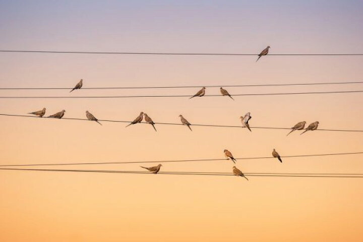 楽天市場 電線 鳥 空 オレンジの壁紙 輸入 カスタム壁紙 Photowall Music Of Light 貼ってはがせるフリース壁紙 不織布 海外取り寄せのため1カ月程度でお届け 代引き 後払い不可 壁紙屋本舗 カベガミヤホンポ